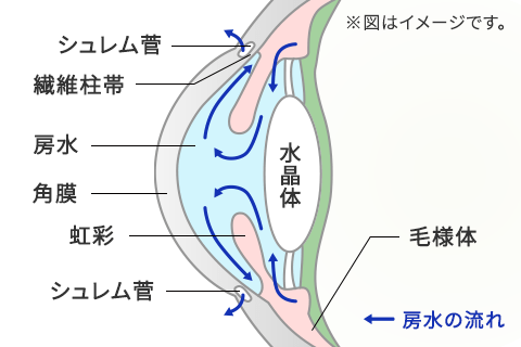 房水の循環イメージ