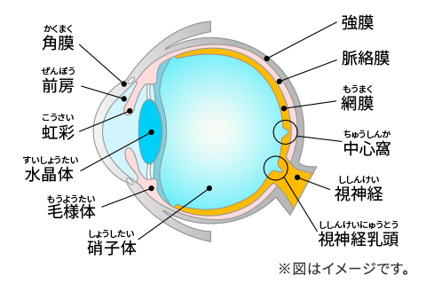 目の断面図
