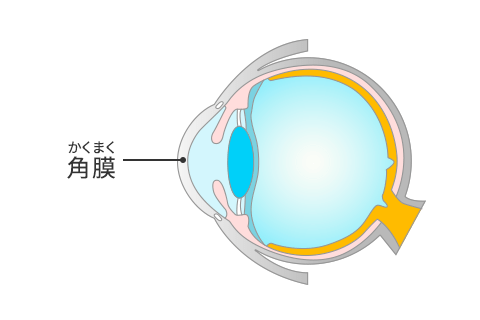角膜のイメージ図