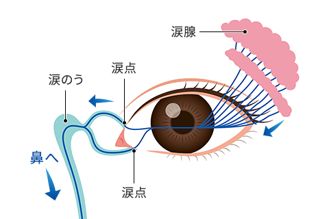 涙の排出メカニズム