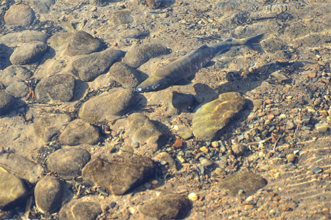 水中の魚