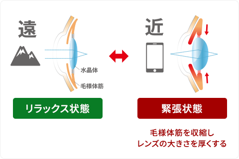 近くのもの・遠くのものを見る際の、水晶体の動きイメージ