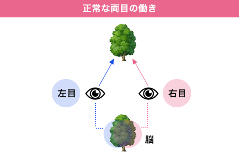 両目の働きイメージ